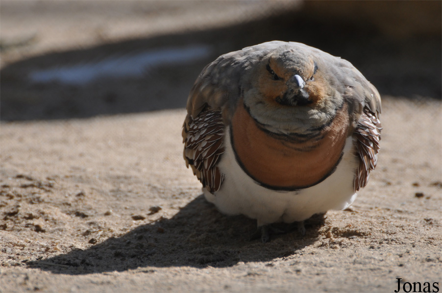 Kuwait Zoo