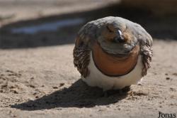 Kuwait Zoo