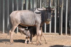 Kuwait Zoo