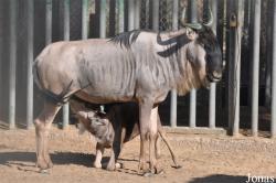 Kuwait Zoo