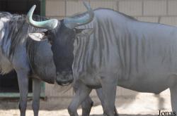 Kuwait Zoo