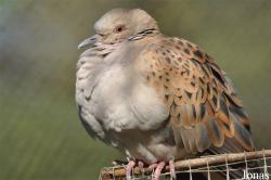 Kuwait Zoo