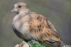Kuwait Zoo