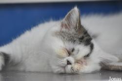 Felis silvestris catus