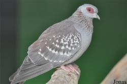 Kuwait Zoo