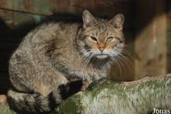 Felis silvestris