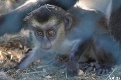 Kuwait Zoo