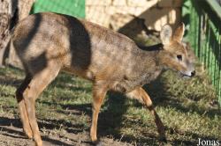 Kuwait Zoo