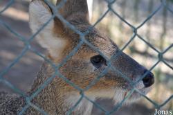 Kuwait Zoo