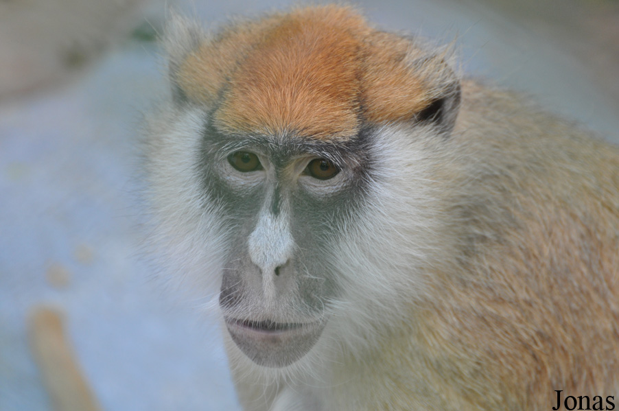 Kuwait Zoo
