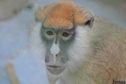 Kuwait Zoo