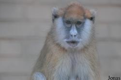 Kuwait Zoo