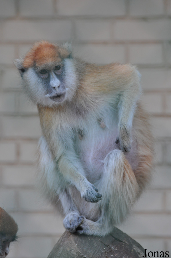 Kuwait Zoo