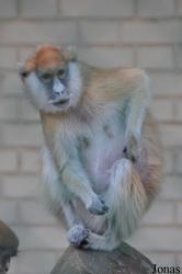 Kuwait Zoo
