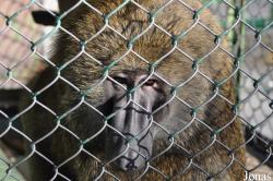 Kuwait Zoo
