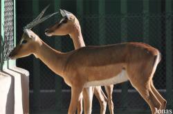 Kuwait Zoo
