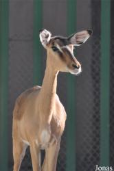 Kuwait Zoo