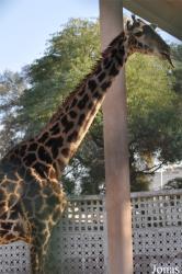 Kuwait Zoo