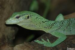 Varanus prasinus