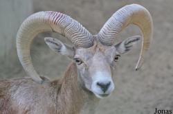Ovis laristanica