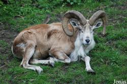 Ovis cycloceros