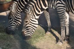 Kuwait Zoo