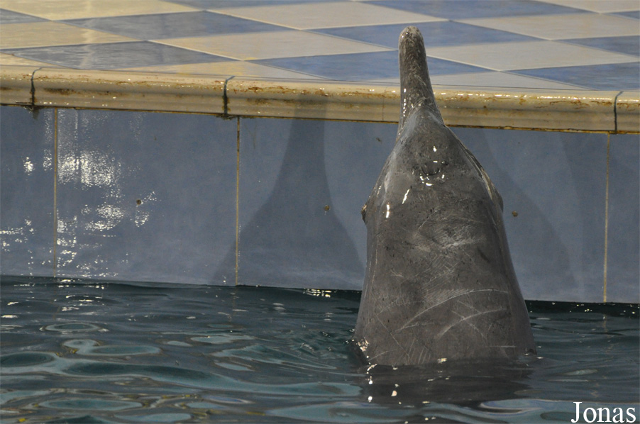 The Dolphin Resort