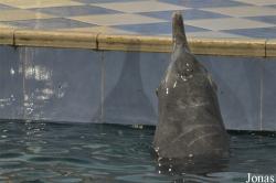 The Dolphin Resort