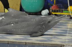 The Dolphin Resort