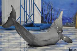 The Dolphin Resort