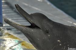 The Dolphin Resort