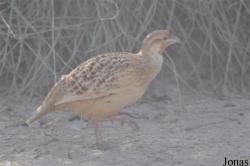 Al Areen Wildlife Park and Reserve