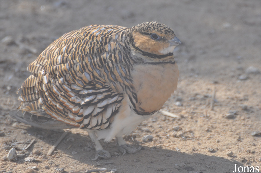 Al Areen Wildlife Park and Reserve