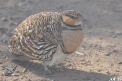 Al Areen Wildlife Park and Reserve