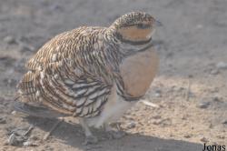 Al Areen Wildlife Park and Reserve