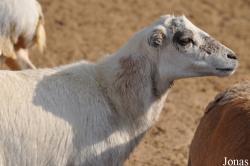 Al Areen Wildlife Park and Reserve