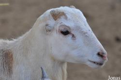 Mouton Tamatm