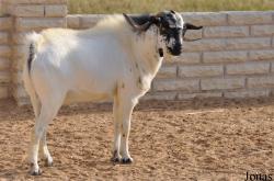 Al Areen Wildlife Park and Reserve
