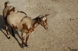 Al Areen Wildlife Park and Reserve