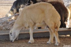 Al Areen Wildlife Park and Reserve
