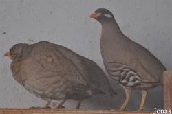 Ammoperdix heyi