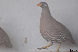 Al Areen Wildlife Park and Reserve