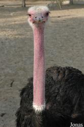 Al Areen Wildlife Park and Reserve