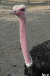 Struthio camelus camelus