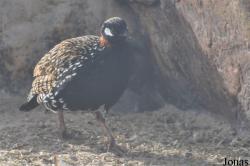 Al Areen Wildlife Park and Reserve