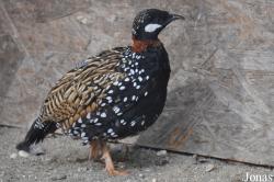 Francolinus francolinus