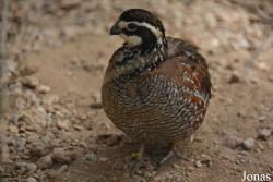 Colinus virginianus