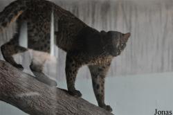 Pardofelis marmorata