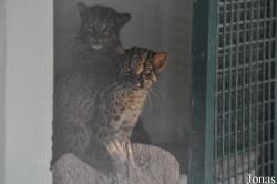 Al Bustan Zoological Center
