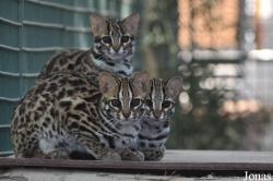 Al Bustan Zoological Center